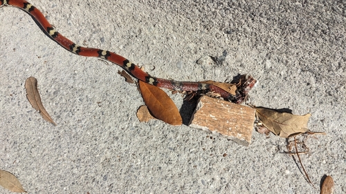 Scarletsnake