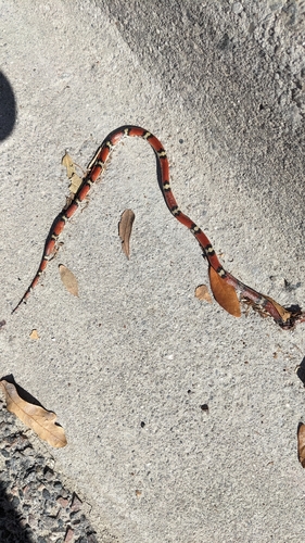 Scarletsnake
