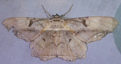 Chorodna complicataria