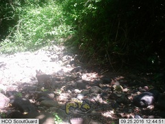 Sylvilagus cunicularius insolitus