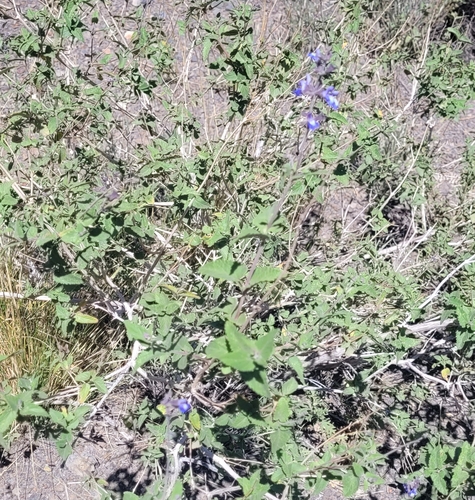 Lucky Punasage (Salvia cuspidata)