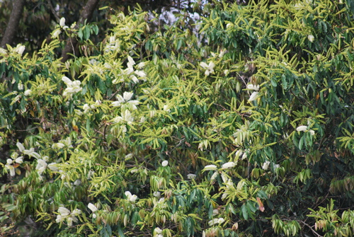 Guabilla (Inga marginata)