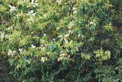 Inga marginata, photograph (c) Cecilia Fer Díaz, some rights reserved (CC BY)
