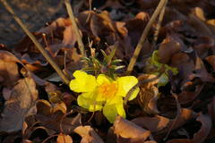 Cochlospermum tinctorium image