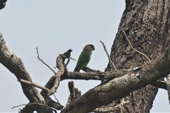 Poicephalus cryptoxanthus