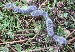 Thaumetopoea herculeana