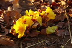 Cochlospermum tinctorium image