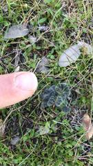 Thaumetopoea herculeana