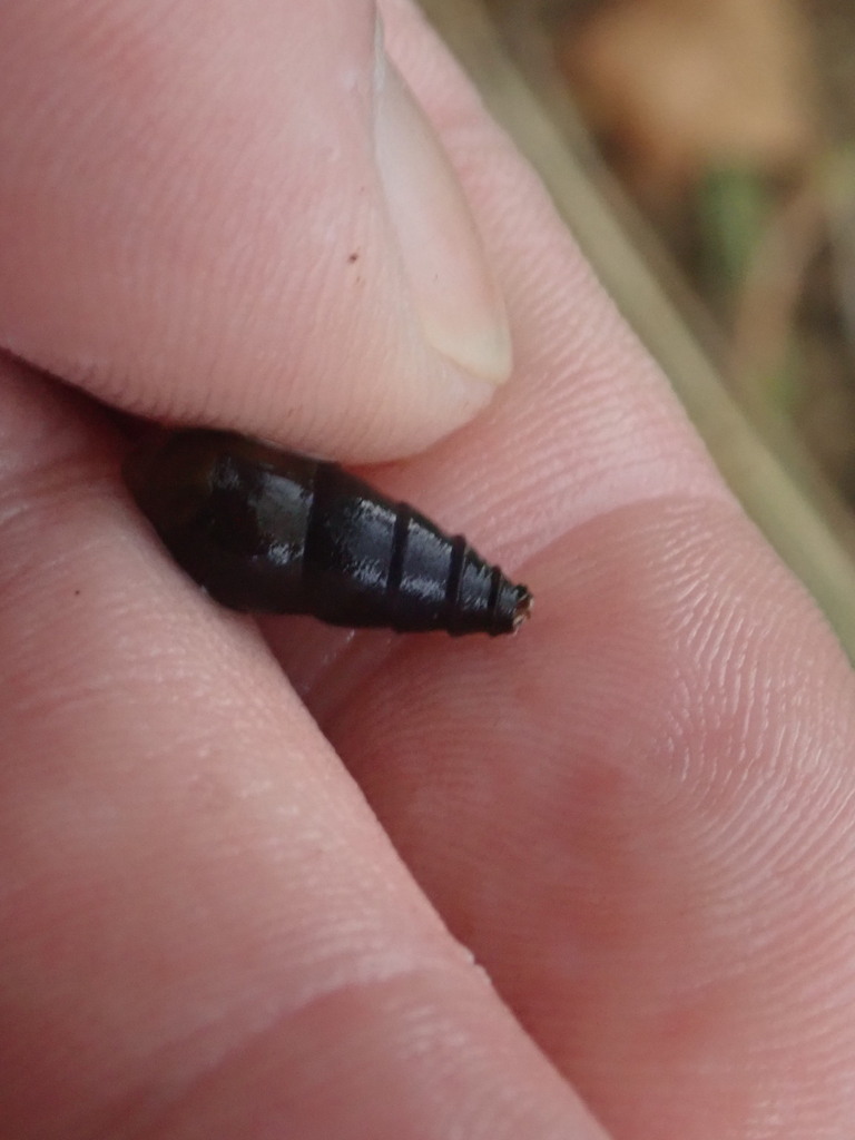 Latticed Elimia