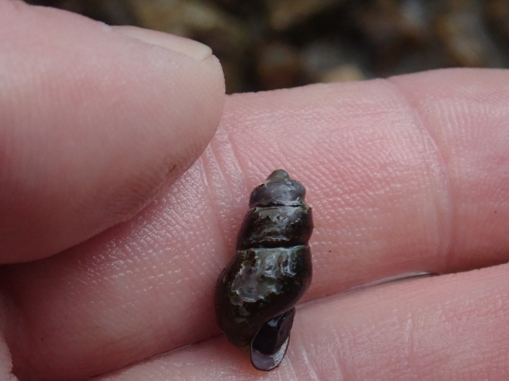 Brooch Elimia