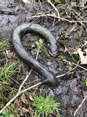 Siren lacertina