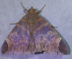 Pindara illibata