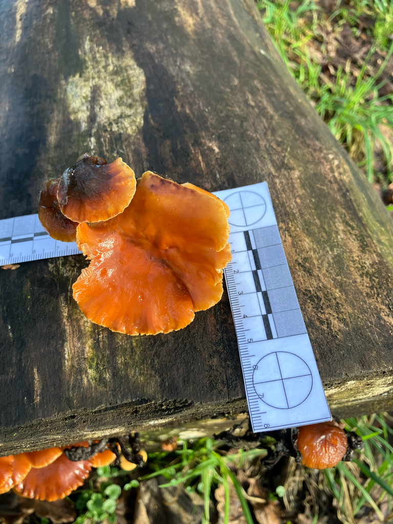 Flammulina · February 2026 · photo: © adam24061 (iNaturalist, cc-by)