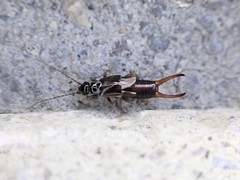 Nesogaster halli