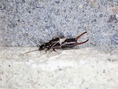 Nesogaster halli