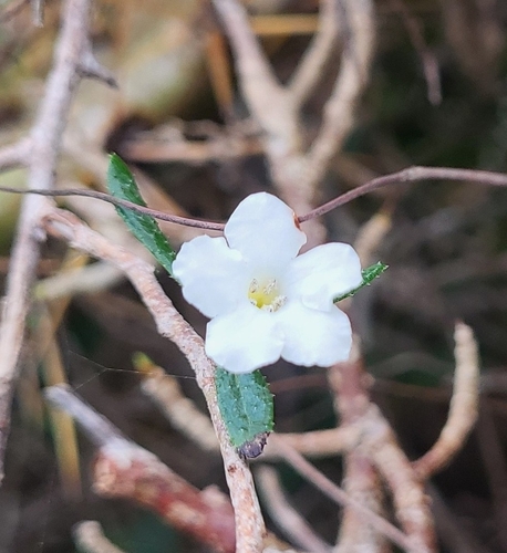 Bourreria tomentosa, photograph 1