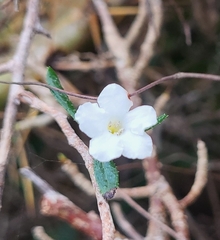 Camille Boucher, CC0, iNaturalist via GBIF Bourreria tomentosa, photograph Camille Boucher, CC0, iNaturalist via GBIF