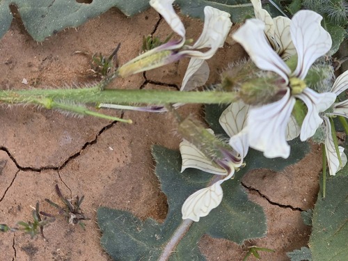 Eruca longirostris