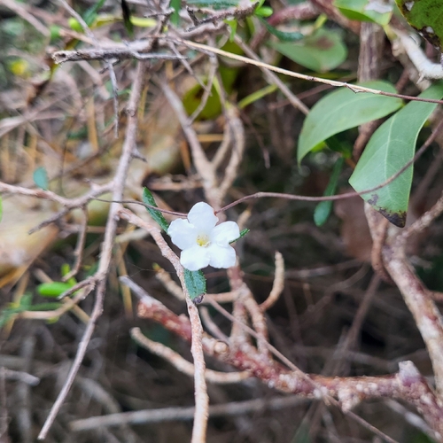 Bourreria tomentosa, photograph 2