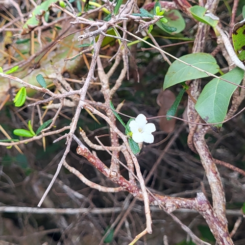 Bourreria tomentosa, photograph 3