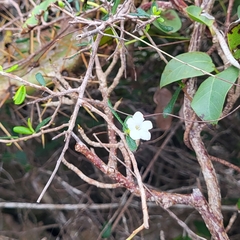 Camille Boucher, CC0, iNaturalist via GBIF Bourreria tomentosa, photograph Camille Boucher, CC0, iNaturalist via GBIF