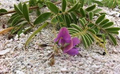 Tephrosia cinerea