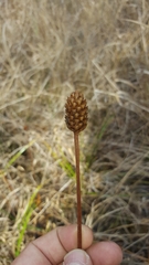 Xyris laxifolia iridifolia