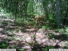 Canis latrans impavidus