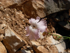 Dianthus cyathophorus