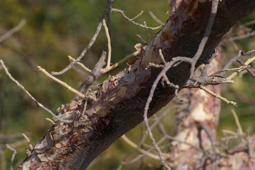 Sterculia setigera image