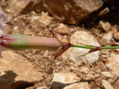 Dianthus cyathophorus