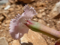 Dianthus cyathophorus