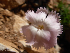 Dianthus cyathophorus