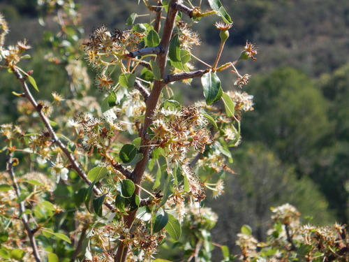 Pyrus bourgaeana (Pyrus bourgaeana)
