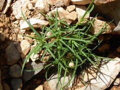 Dianthus cyathophorus