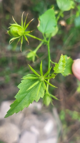 Hibiscus phoeniceus, photograph 2
