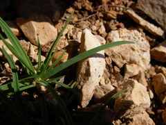Dianthus cyathophorus