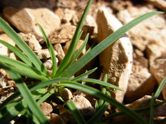Dianthus cyathophorus