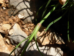 Dianthus cyathophorus