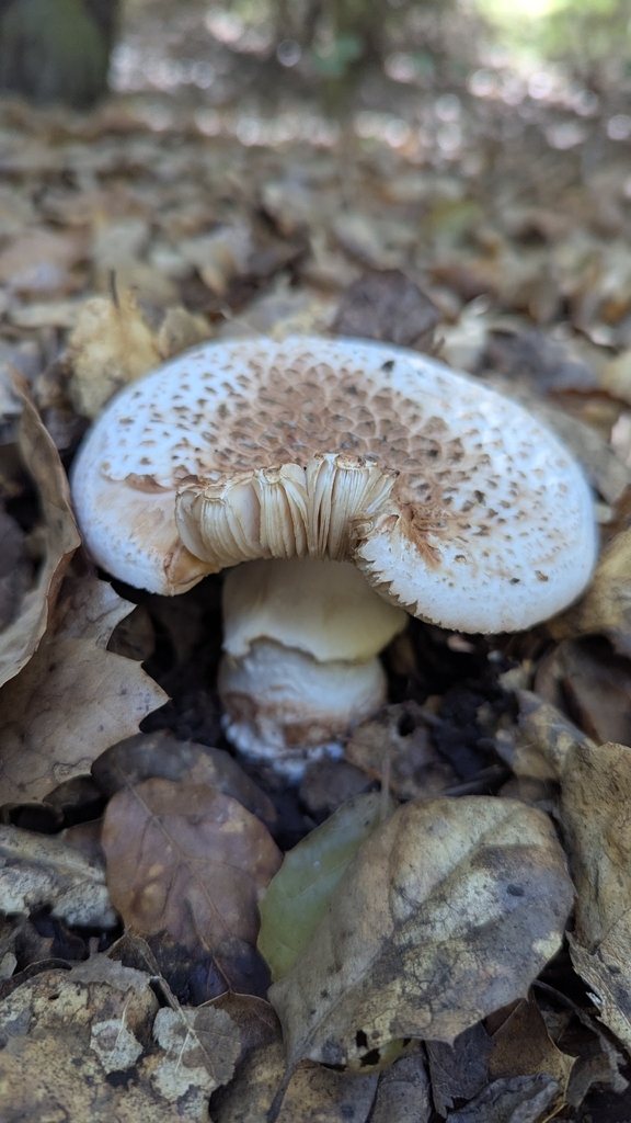 Amanita novinupta