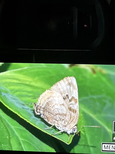 Gold-bordered Hairstreak