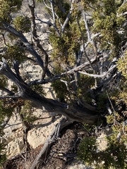 Juniperus pinchotii