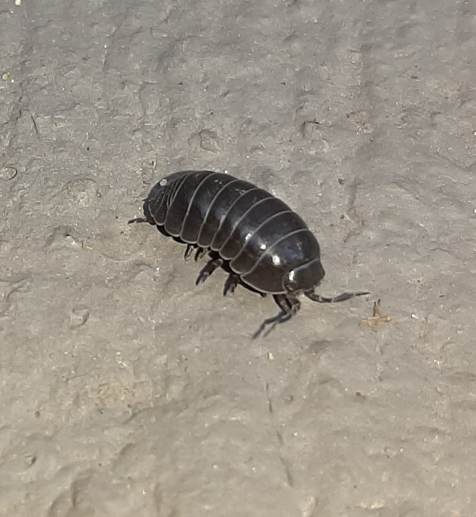 Armadillidium vulgare image