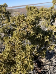 Juniperus pinchotii