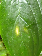 Columnea consanguinea