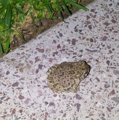 Anaxyrus compactilis