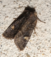 Dryobota labecula