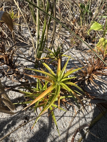 Beachstar (Cyperus pedunculatus)