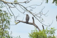 Circaetus cinerascens