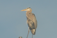 Ardea herodias